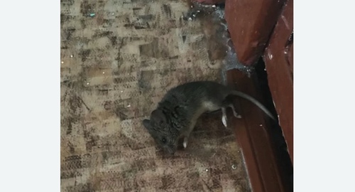 Дезинфекция от мышей в Ярославском районе Москвы
